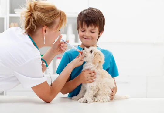 Che cos'è la fisioterapia veterinaria